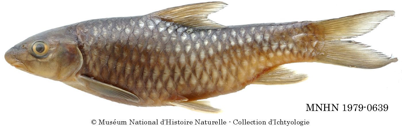 Varicorhinus werneri Holly, 1929